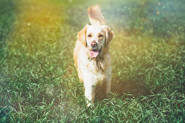 Alanında altın geri almak