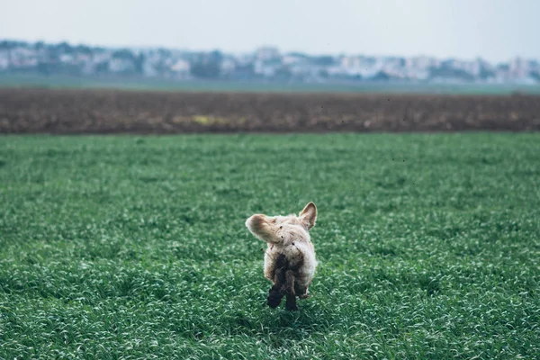 Alanında altın geri almak