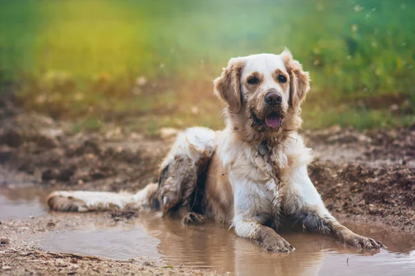 Golden retriever in puddle — Stock Photo, Image