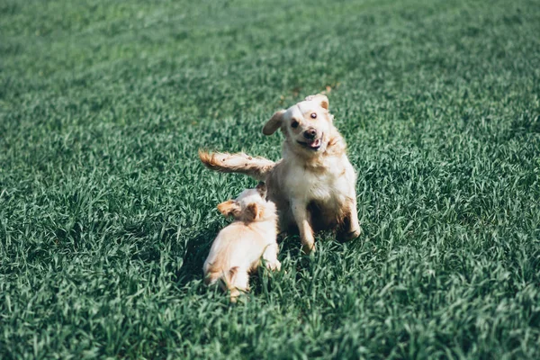 Küçük köpekle oynamayı altın geri almak
