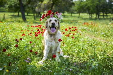 Alanında altın geri almak 