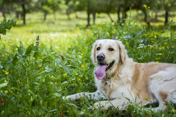 Alanında altın geri almak 