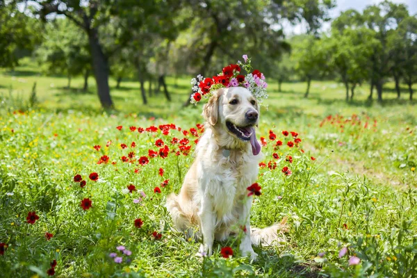 Alanında altın geri almak 