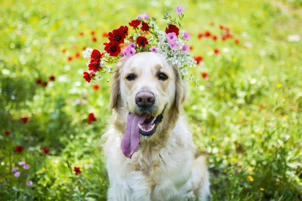 Golden retriever in the field — Stock Photo, Image