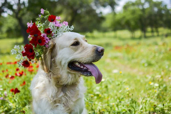 Golden retriever en el campo — Foto de Stock