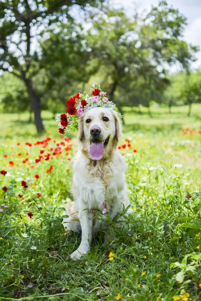 Alanında altın geri almak 