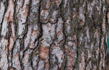 Ağaç kabuğu kahverengi doku şişlikler ve güneş ışığı yakın çekim içinde çatlaklar