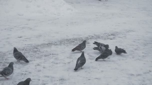 Duvor klumpigt promenader på snötäckta ytor — Stockvideo