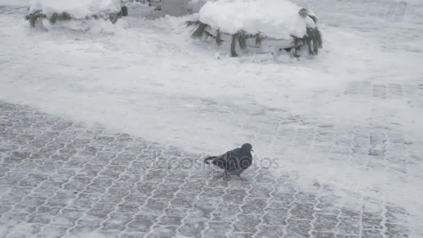 Pombos caminhando desajeitadamente sobre superfícies cobertas de neve — Vídeo de Stock