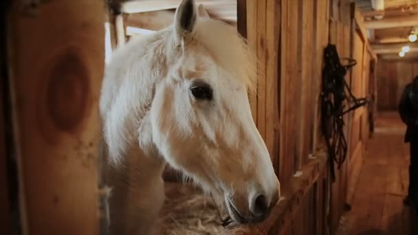 Лошадь стоит в конюшне — стоковое видео