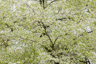 Görünümü arı kadar yakın nektar ve polen beyaz çiçek açması kiraz ağacı dalı üzerinde toplar. Bir bahar gününde kiraz çiçekleri Bahçe beyaz çiçekler