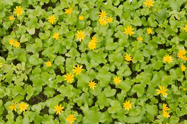 Flores amarelas no chão com folhas verdes em um dia ensolarado — Fotografia de Stock