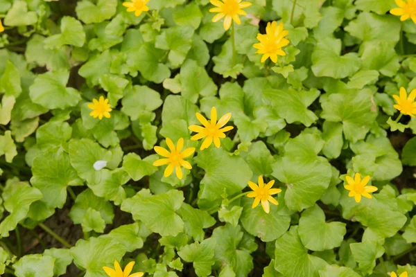 晴れた日に緑の葉がある地面に黄色い花 — ストック写真