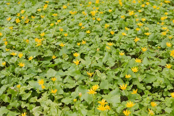 Flores amarelas no chão com folhas verdes em um dia ensolarado — Fotografia de Stock