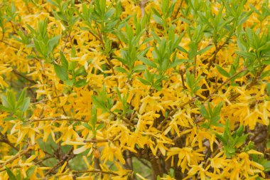 Güneşli bir günde yeşil yaprakları ile yere sarı çiçek