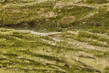 Derin oluklar olan bir ağaç eski kabuğu