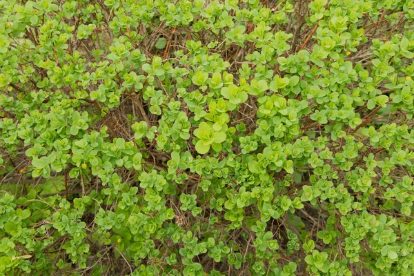 Folhas verdes em um arbusto em um dia ensolarado brilhante — Fotografia de Stock