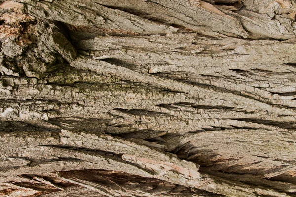 Corteza vieja de un árbol con surcos profundos — Foto de Stock