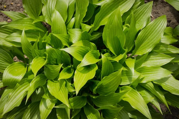 Folhas verdes em um arbusto em um dia ensolarado brilhante — Fotografia de Stock