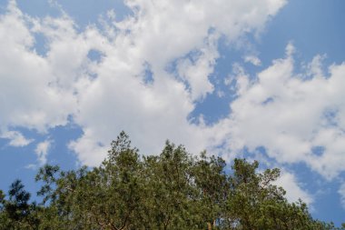 Orman mavi gökyüzü güneşli hava