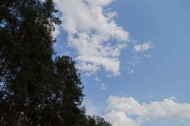 Orman mavi gökyüzü güneşli hava