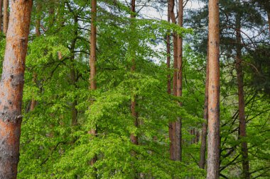 Orman mavi gökyüzü güneşli hava