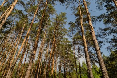Orman mavi gökyüzü güneşli hava