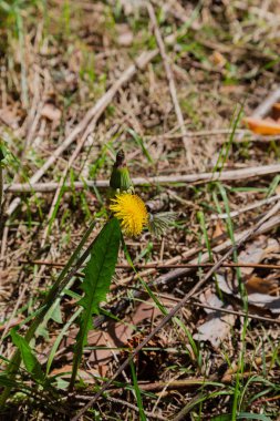 Baharda çiçek açan sarı karahindiba çiçeklerine Taraxacum 'un bahçedeki memuriyetini kapat. Baharda çayırdaki parlak ve sıradan karahindibaların ayrıntıları. Tıbbi şifalı ot ve besin maddesi olarak kullanılır..