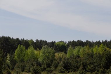 Orman mavi gökyüzü güneşli hava