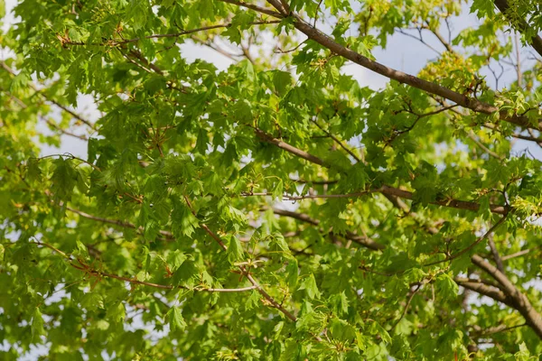 Les branches de l'arbre vert en été par une journée ensoleillée . — Photo