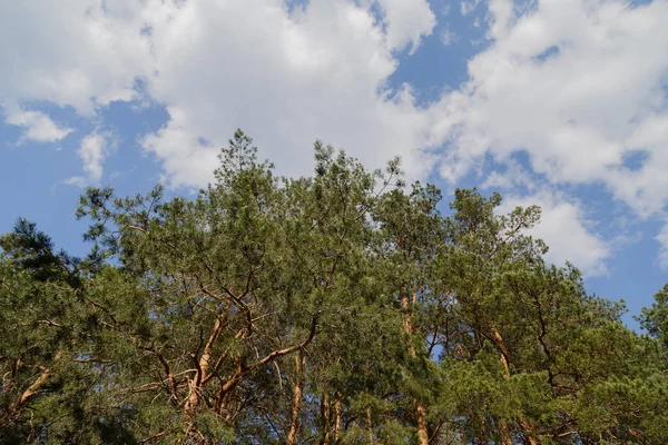 Bosque contra el cielo azul, tiempo soleado — Foto de Stock