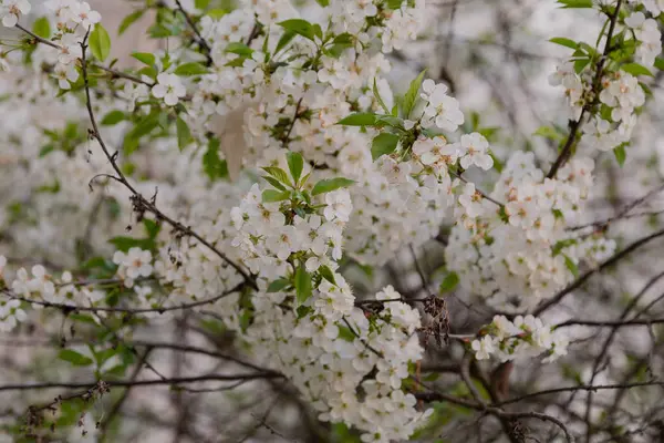 Весенняя ветвь с белыми цветами на дереве в солнечный день — стоковое фото