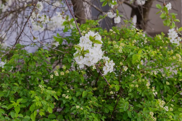 晴れた日に木の白い花を持つ春枝 — ストック写真
