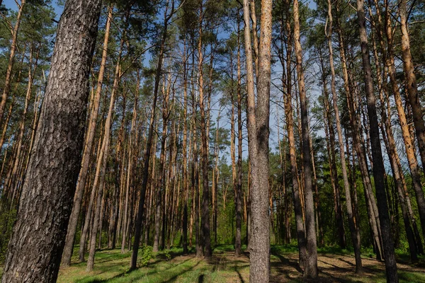 Ліс на тлі блакитного неба, сонячна погода — стокове фото