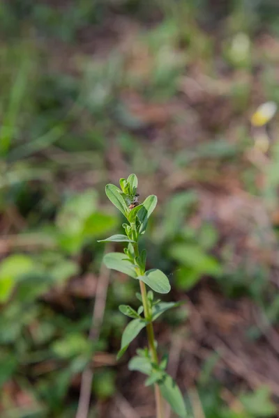 Scion de uma árvore jovem na floresta — Fotografia de Stock