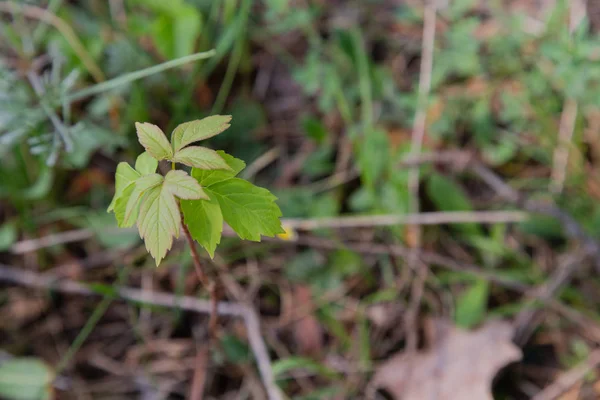 Scion de uma árvore jovem na floresta — Fotografia de Stock