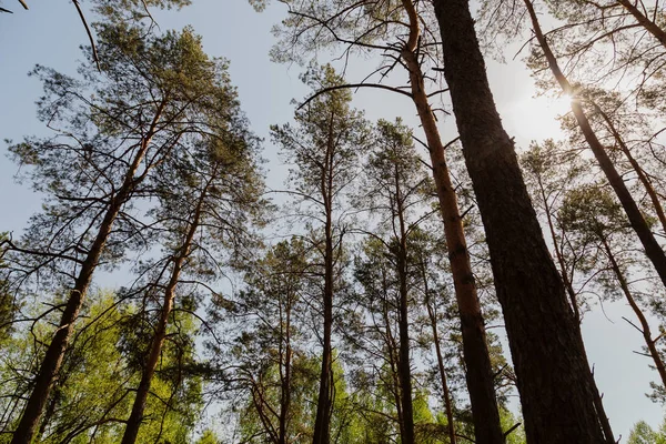 Forest against the blue sky, sunny weather Stock Image