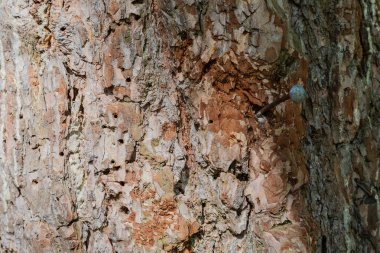 İçine dövülmüş bir çivi ile ormandaki bir ağaç kabuğu.