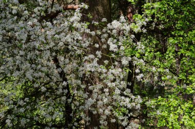 Güneşli bir günde bir ağaç üzerinde beyaz çiçekli bahar şube