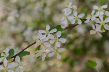 Güneşli bir günde bir ağaç üzerinde beyaz çiçekli bahar şube