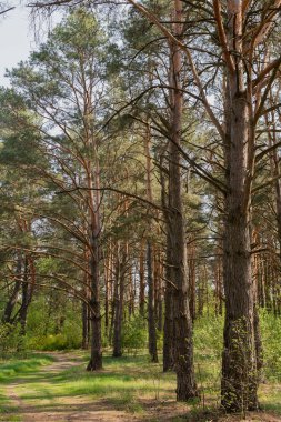 Orman mavi gökyüzü güneşli hava