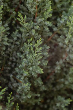 Ön plan ans seçici odak çam yaprağı üzerinde çiy damlaları.