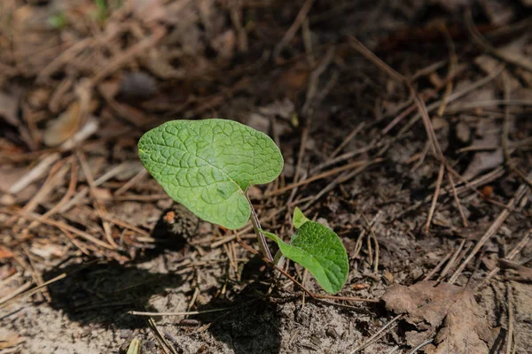 Grama pequena no chão na floresta, textura de grama — Fotografia de Stock