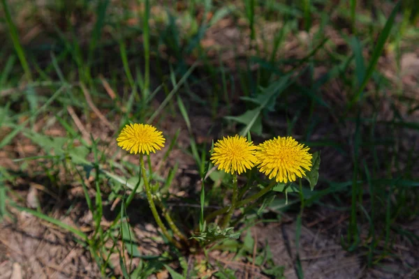 Close up de flores de dente-de-leão amarelo florescendo Taraxacum officinale no jardim na primavera. Detalhe de dentes-de-leão comuns brilhantes no prado na primavera. Usado como uma erva médica e ingrediente alimentar. — Fotografia de Stock