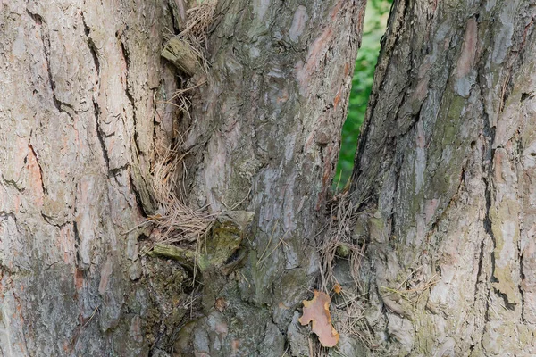 Kůra stromu v lese s hřebík tloukl do něj. — Stock fotografie