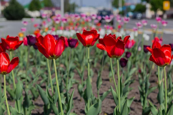 Tulpen in wilder Natur an der frischen Luft — Stockfoto