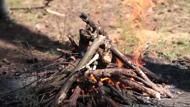 Brûlage dans le feu de forêt de brindilles sèches . — Video
