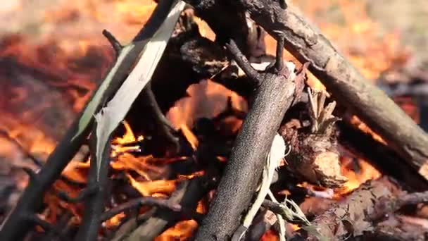 Branden in het bos vreugdevuur van droge twijgen. — Stockvideo