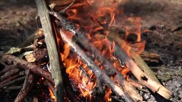 Quema en la hoguera del bosque por ramitas secas . — Vídeo de stock