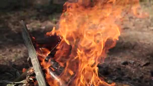 Pálení v lese oheň ze suchých větviček. — Stock video